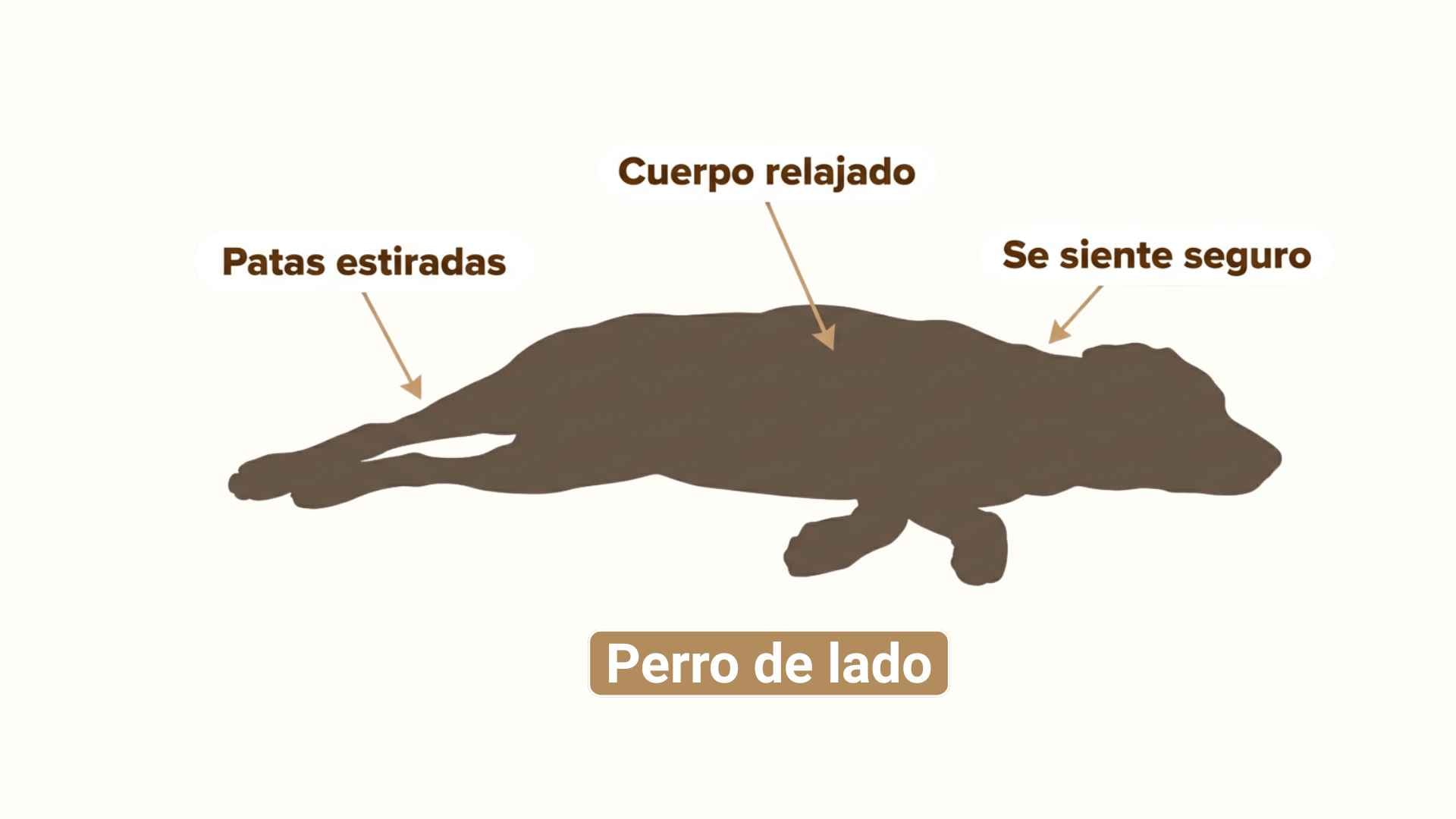 Perro duerme de lado con las patas estiradas